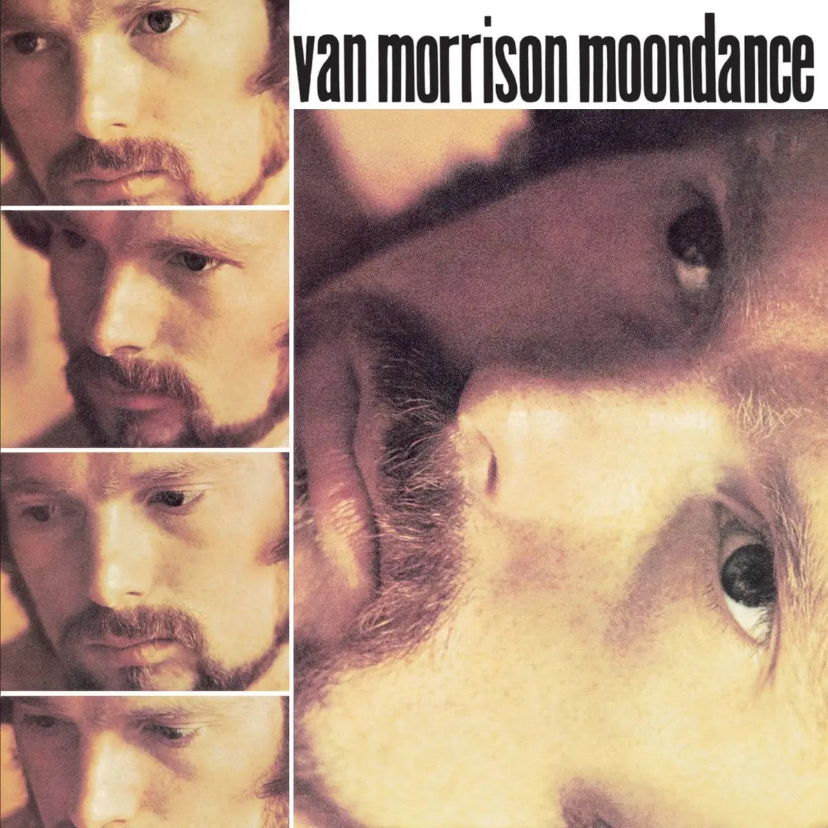 Van Morrison Moondance (LP mint)